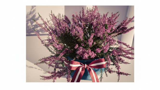 Attēlā redzama vāze ar viršiem un latvijas karogu apkārt vāzei