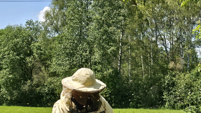 Cilvēks no bišu stropa ceļ ārā medus kāri