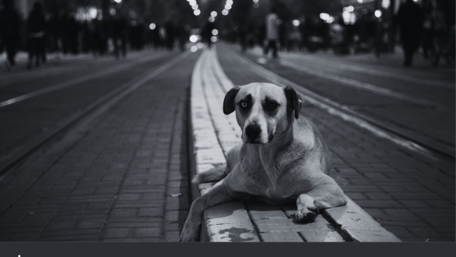 Attēls ir informatīvs - foto ir melnbalts un tur attēlots suns, kurš ir apgūlies uz soliņa