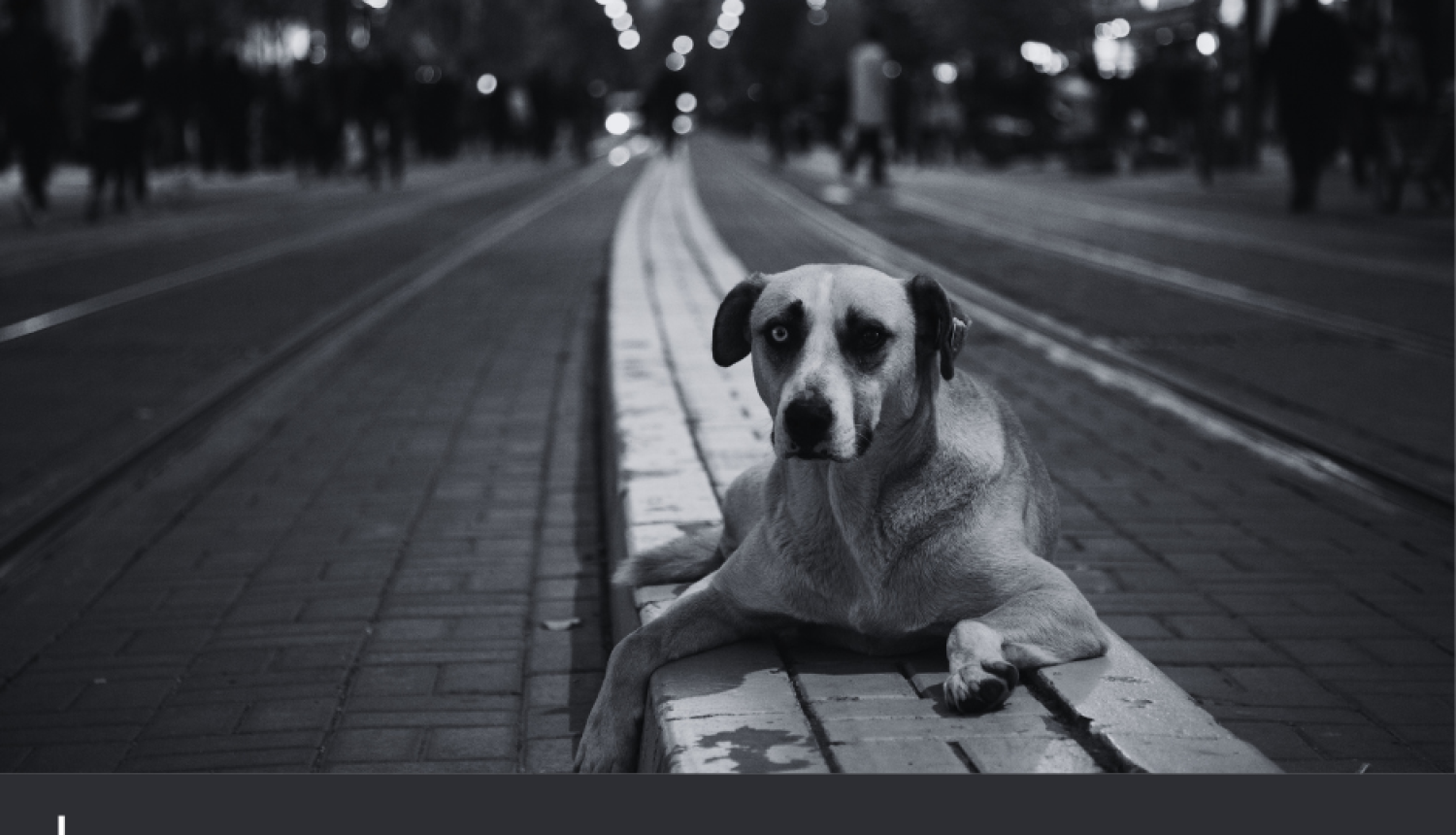 Attēls ir informatīvs - foto ir melnbalts un tur attēlots suns, kurš ir apgūlies uz soliņa