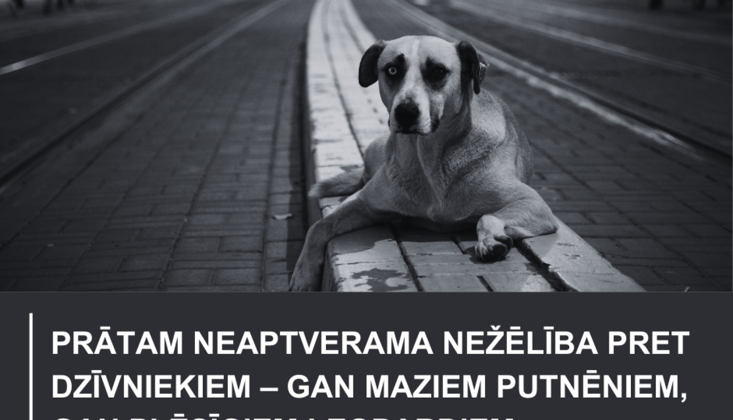 Attēls ir informatīvs - foto ir melnbalts un tur attēlots suns, kurš ir apgūlies uz soliņa